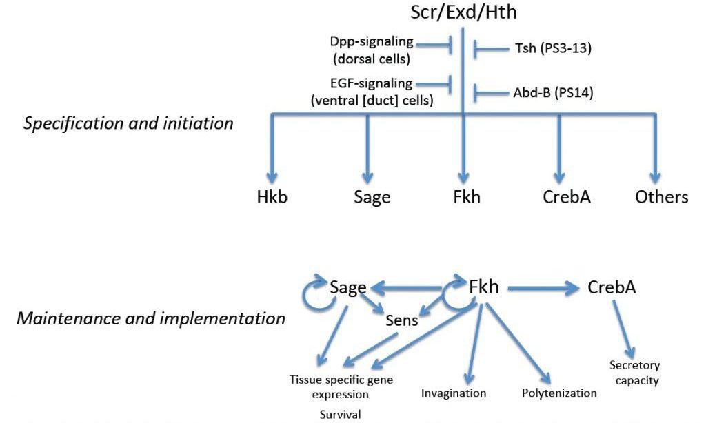 figure for Scr, Exd and Hth