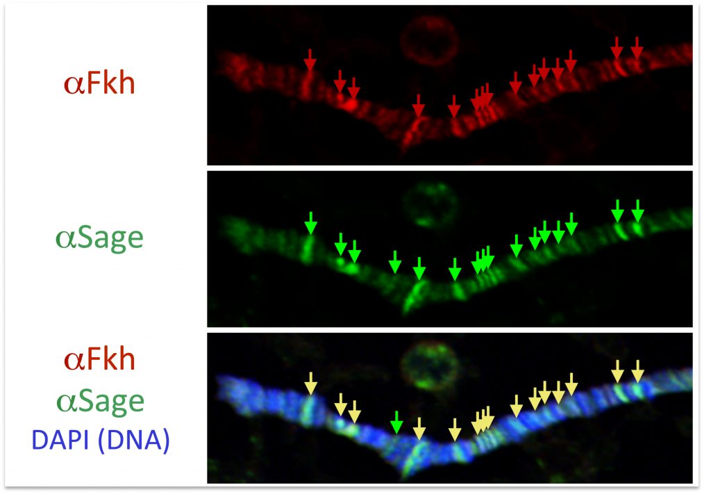 scientific image