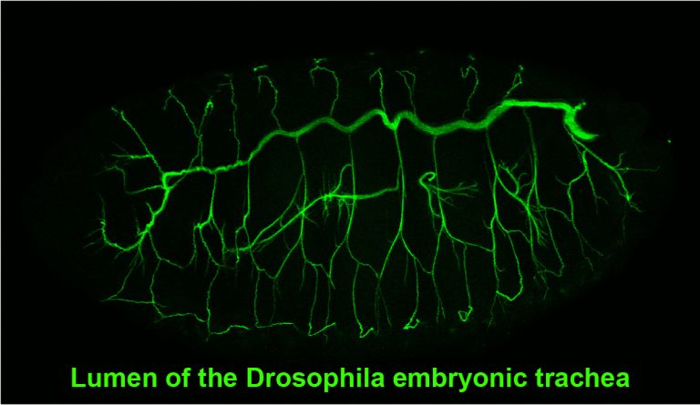 lumen of the drosophila embryonic trachea