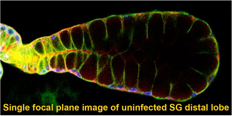 single focal plane image of uninfected SG distal lobe