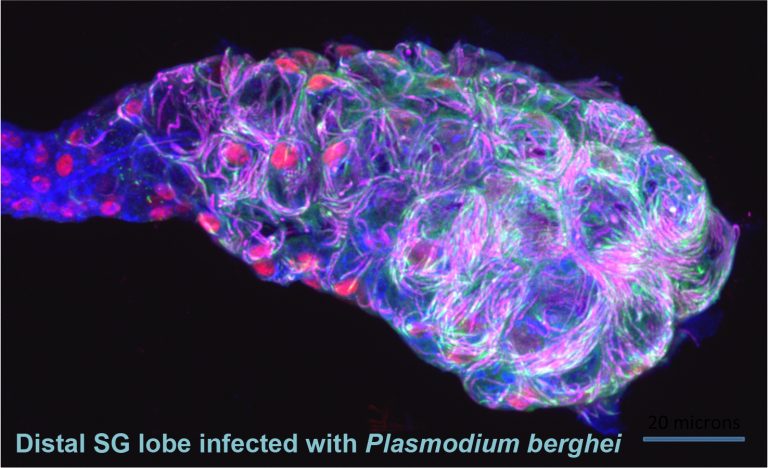 distal SG lobe infected with Plasmodium berghei