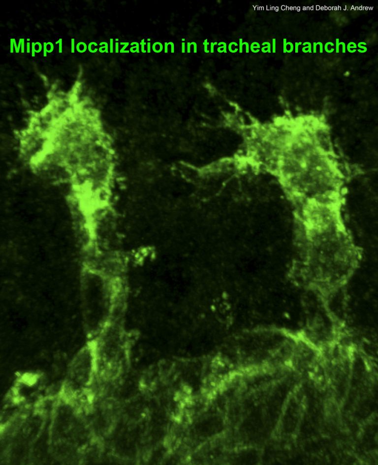 Mipp1 localization in thracheal brances