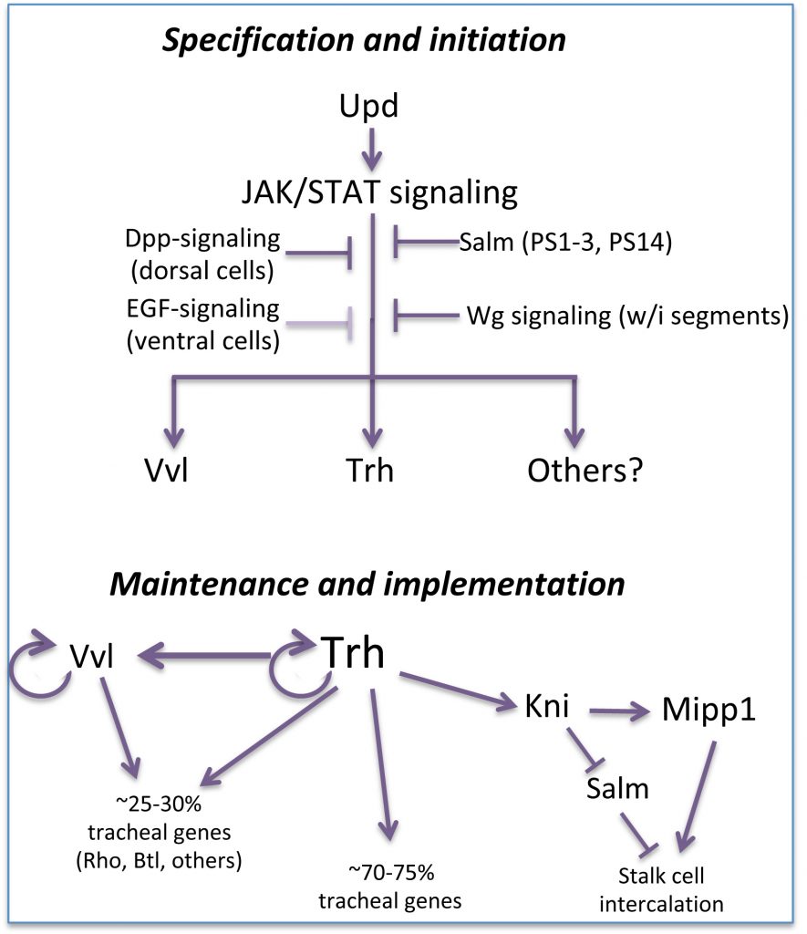 fidure for JAK/STAT